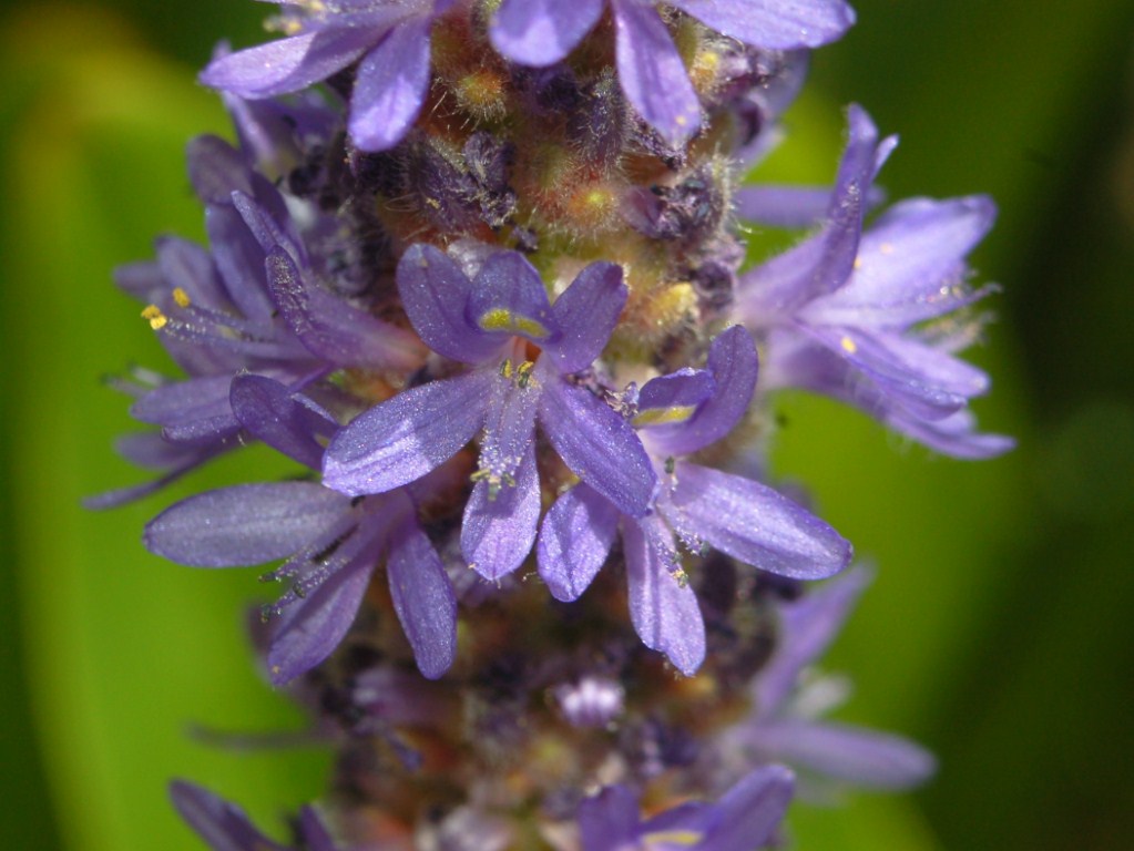 Una infiorescenza azzurra - Pontederia cordata